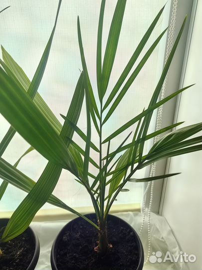 Пальма финиковая выс. 65 см