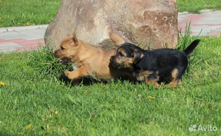 Щенки норвич-терьера из племенного питомника