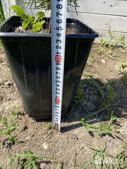 Туя восточная книжка