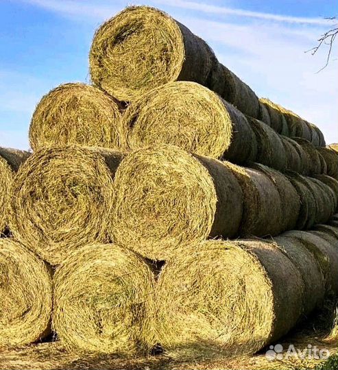 Продам сено в рулонах свежий укос