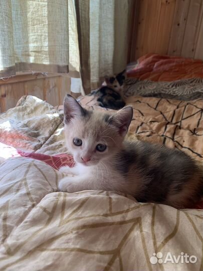 Кошка с котятами