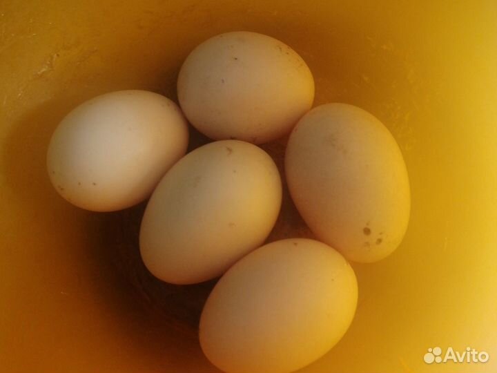 Инкубационное яйцо индоутки