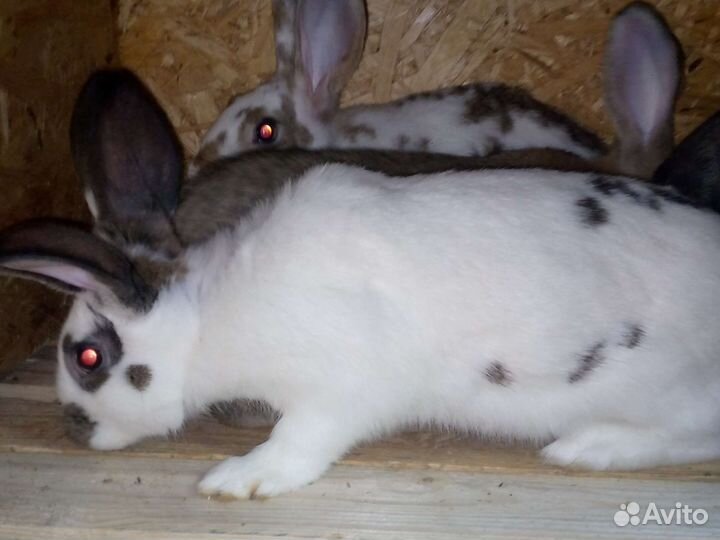 Кролики мясных пород