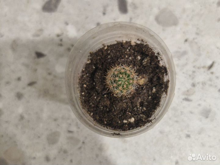 Кактус обыкновенные