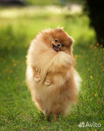 Шпиц мальчик