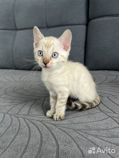 Бенгальские котята