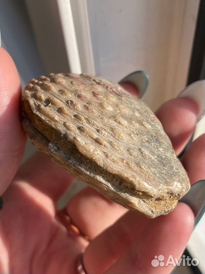 Окаменелый моллюск