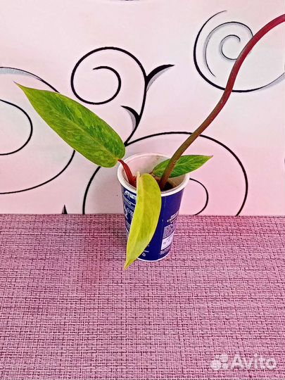 Комнатные растения 02