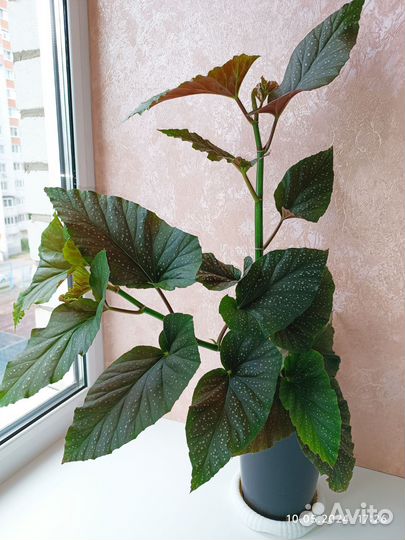 Бегония коралловая