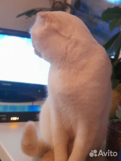 Шотландский вислоухий кот 1 год