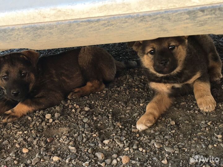 Щеночки в добрые руки