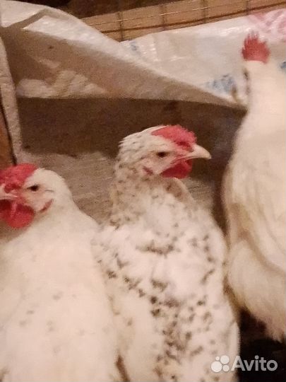 Молодые петушки