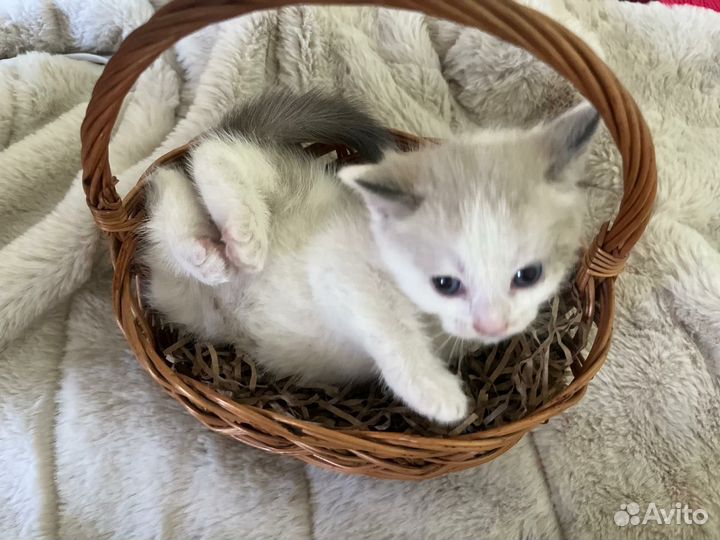 Котенок бело-серый, мальчик в добрые руки