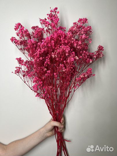 Гипсофила стабилизированная