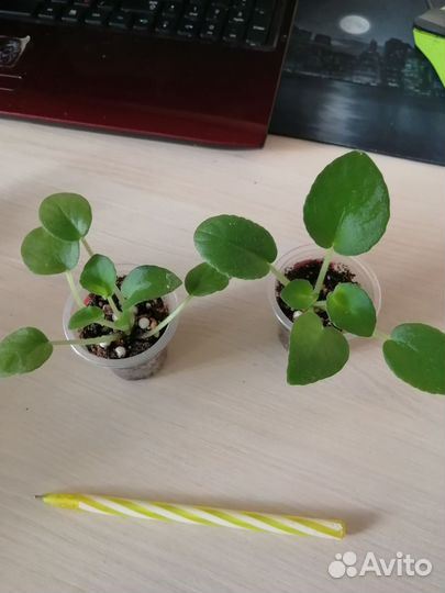 Детки сортовых фиалок