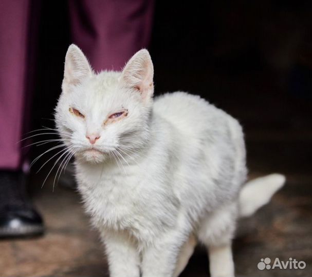 Белоснежная девочка кошка