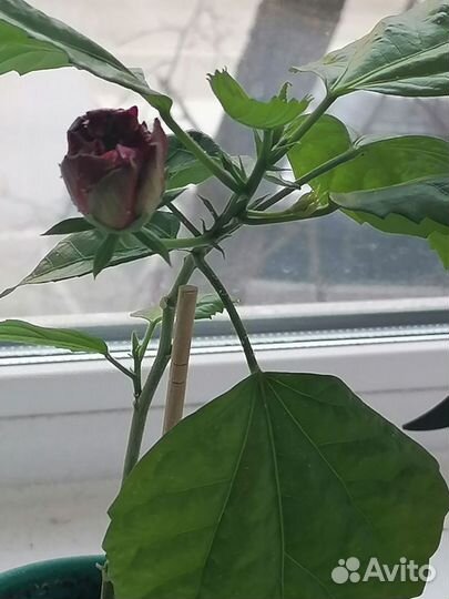 Гибискус китайская роза, антуриум