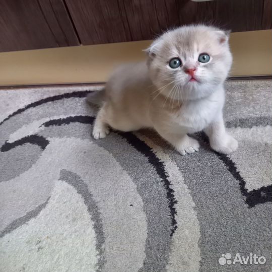 Шотландские вислоухие котята золотая шиншилла