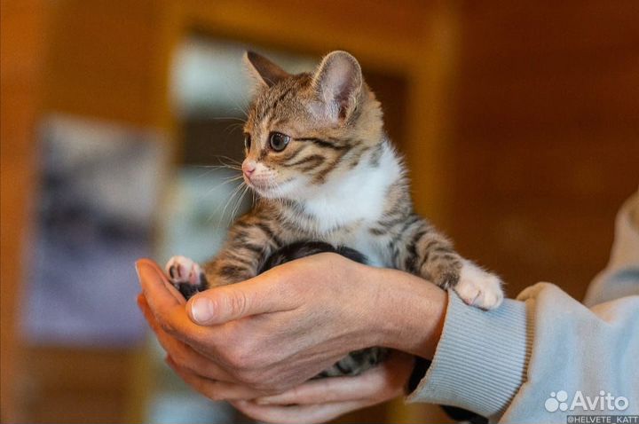 Котёнок в добрые руки