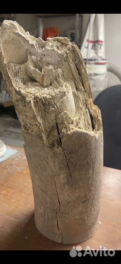 Бивень мамонта