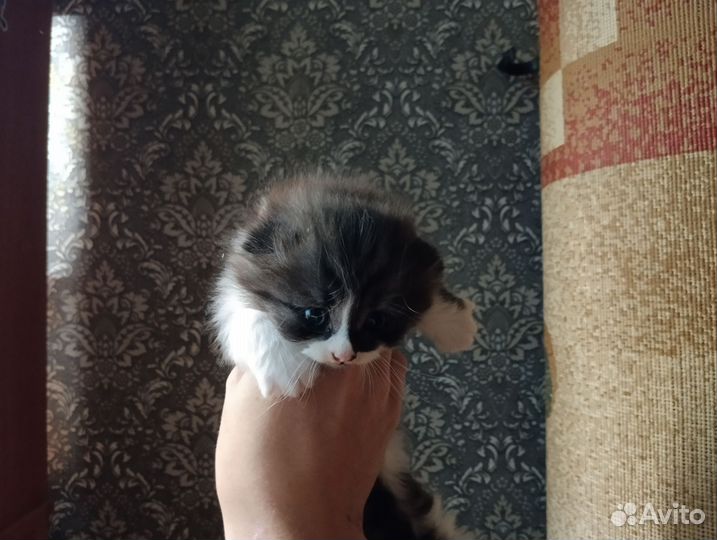 Отдам бесплатно