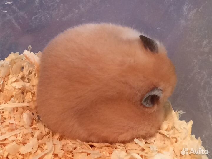 Сирийские хомячки