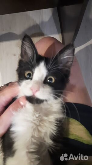 Котенок в добрые руки