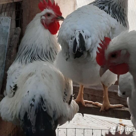 Инкубационное яйцо