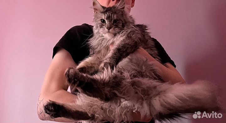 Кошки майкун