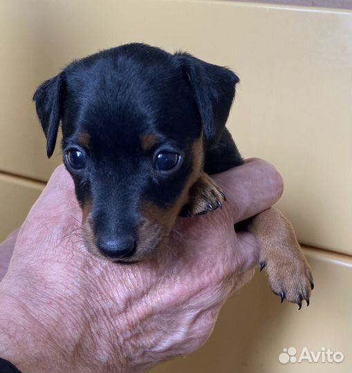 Щенок цвергпинчера