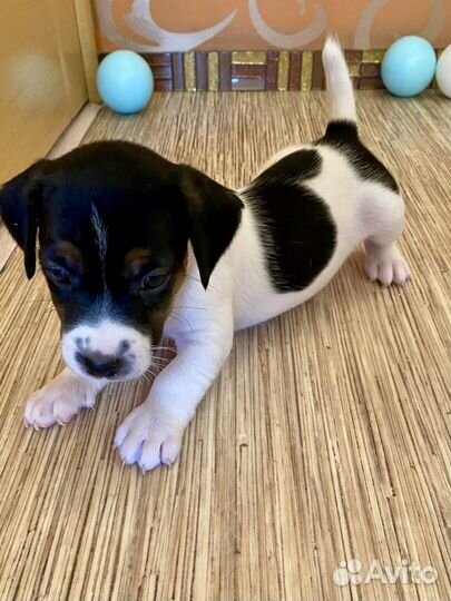 Джек Рассел терьер