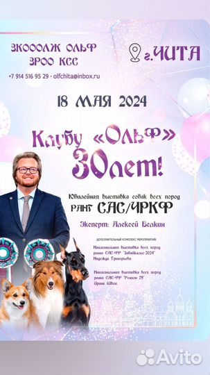 Выставка собак