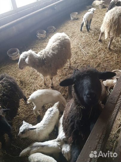 Продам коз и овец