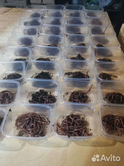 Черви для рыбалки