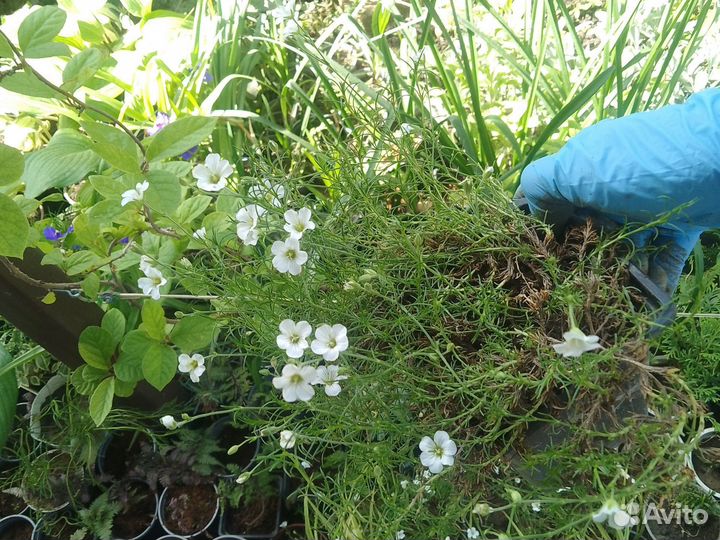 Таволга и многое другое