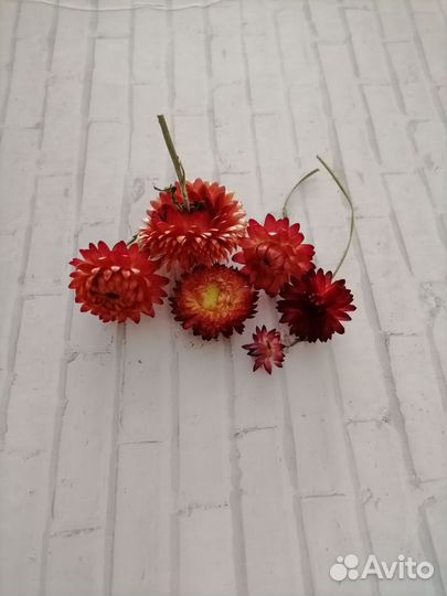 Сухоцветы для творчества