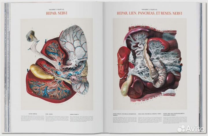 Atlas of Human Anatomy and Surgery XL