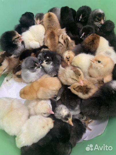 Яйцо на инкубацию