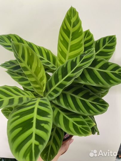 Калатея 5 видов