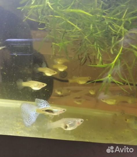 Аквариумные рыбки гуппи