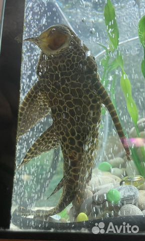 Парчовый сом Птеригоплихт