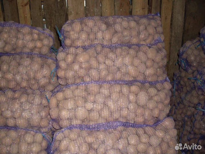 Картофель морковка лук