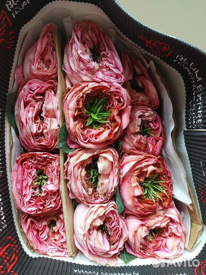 Роза пионовидная Эквадор