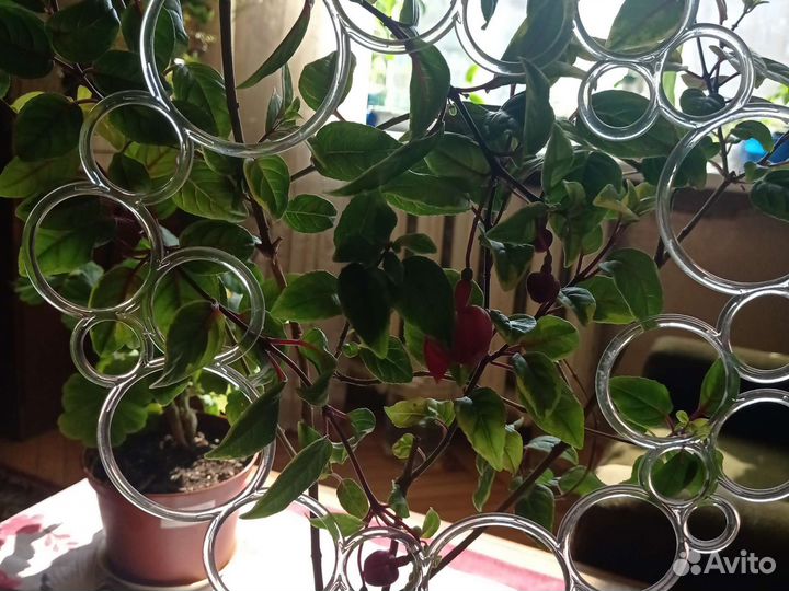 Комнатные растения цветы большие фуксия взросая