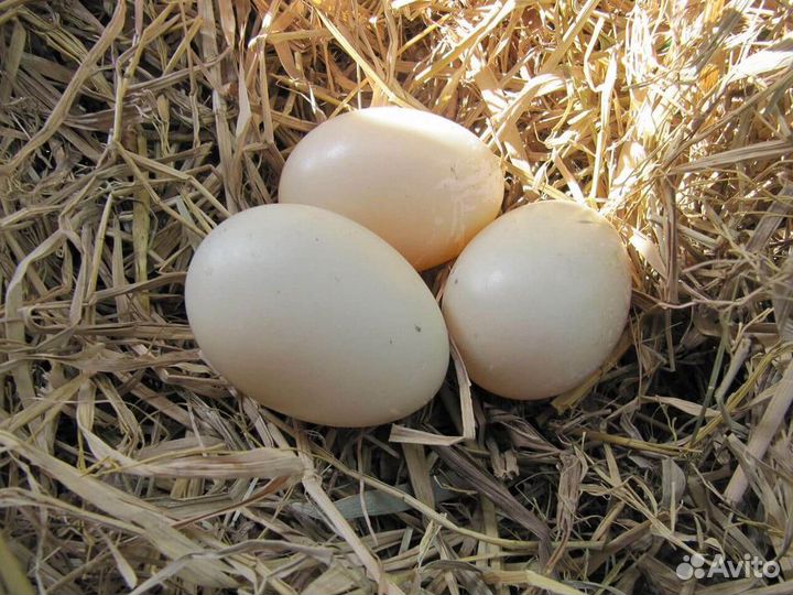 Куры несушки породы Леггорн