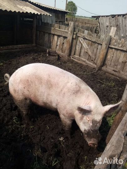 Кабан на племя