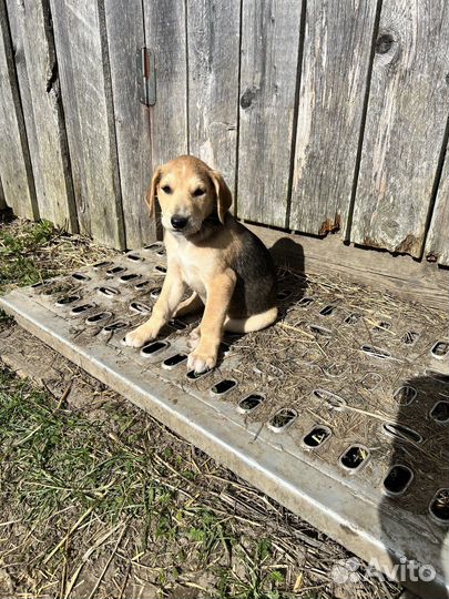 Русская гончая