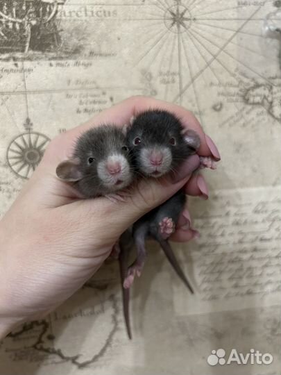 Ручные Крысята редкие Devil