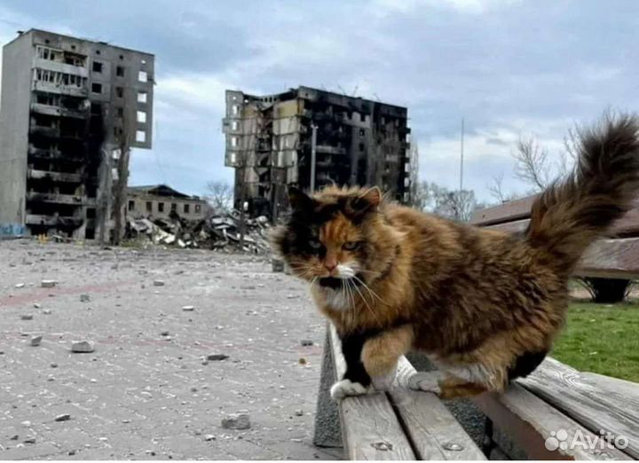 Потерявшие все котики