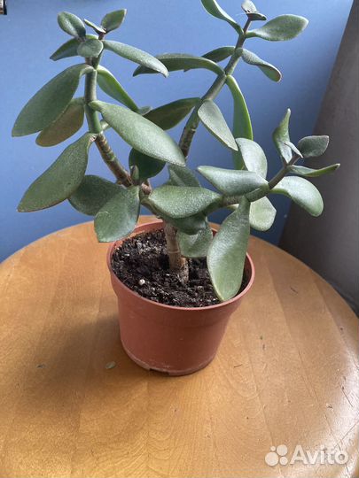 Неприхотливые комнатные растения